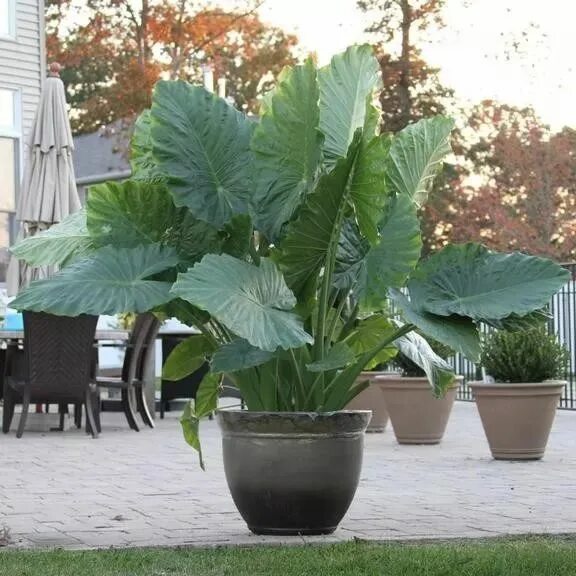 Растение арма как выглядит Alocasia Odora U Oreja De Elefante Potted plants outdoor, Patio plants, Tropical