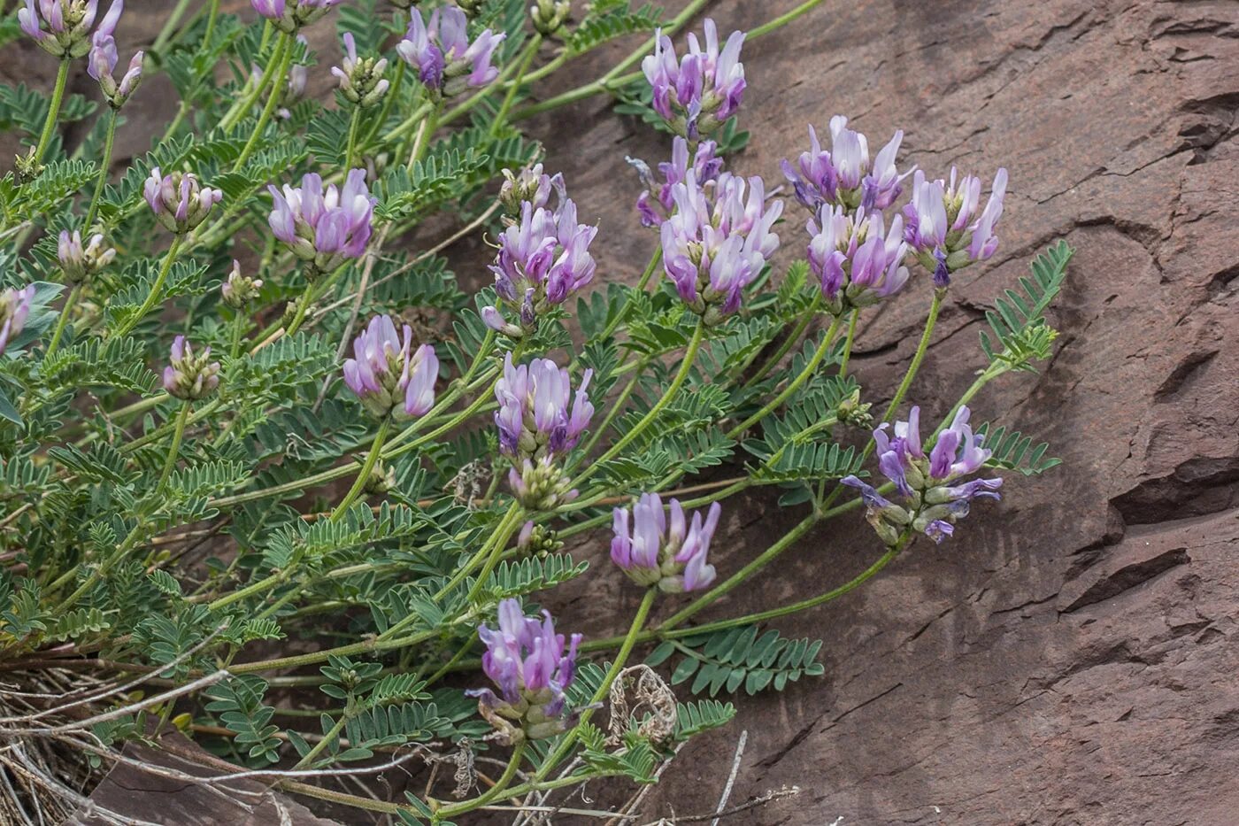 Растение астрагал как выглядит Astragalus onobrychis - Image of an specimen - Plantarium