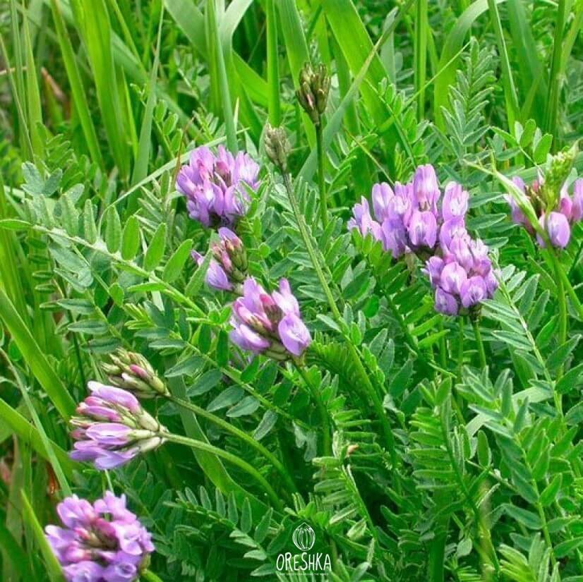 Растение астрагал как выглядит Astragalus danicus 15+ PCS fresh seeds, Purple milk-vetch seeds, Astragalus eBay