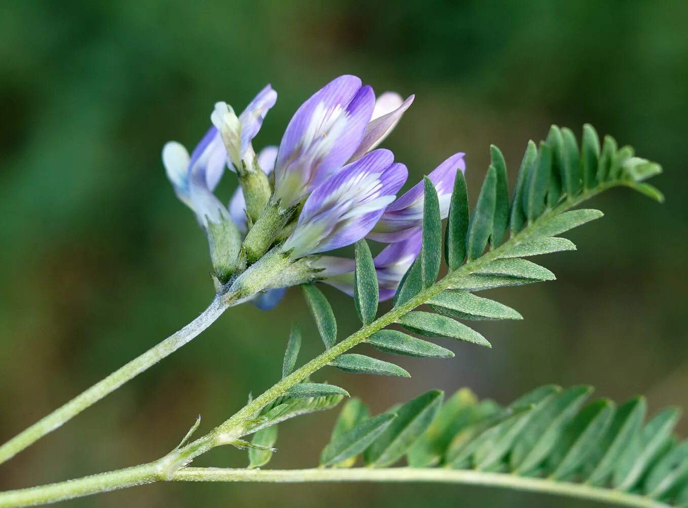 Растение астрагал как выглядит Astragalus tibetanus - Image of an specimen - Plantarium