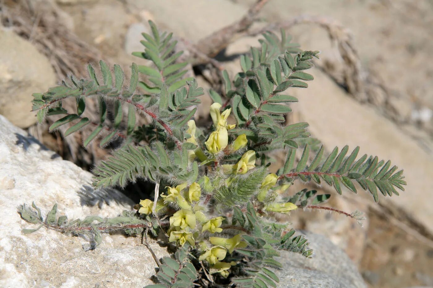 Растение астрагал как выглядит Astragalus utriger - Image of an specimen - Plantarium