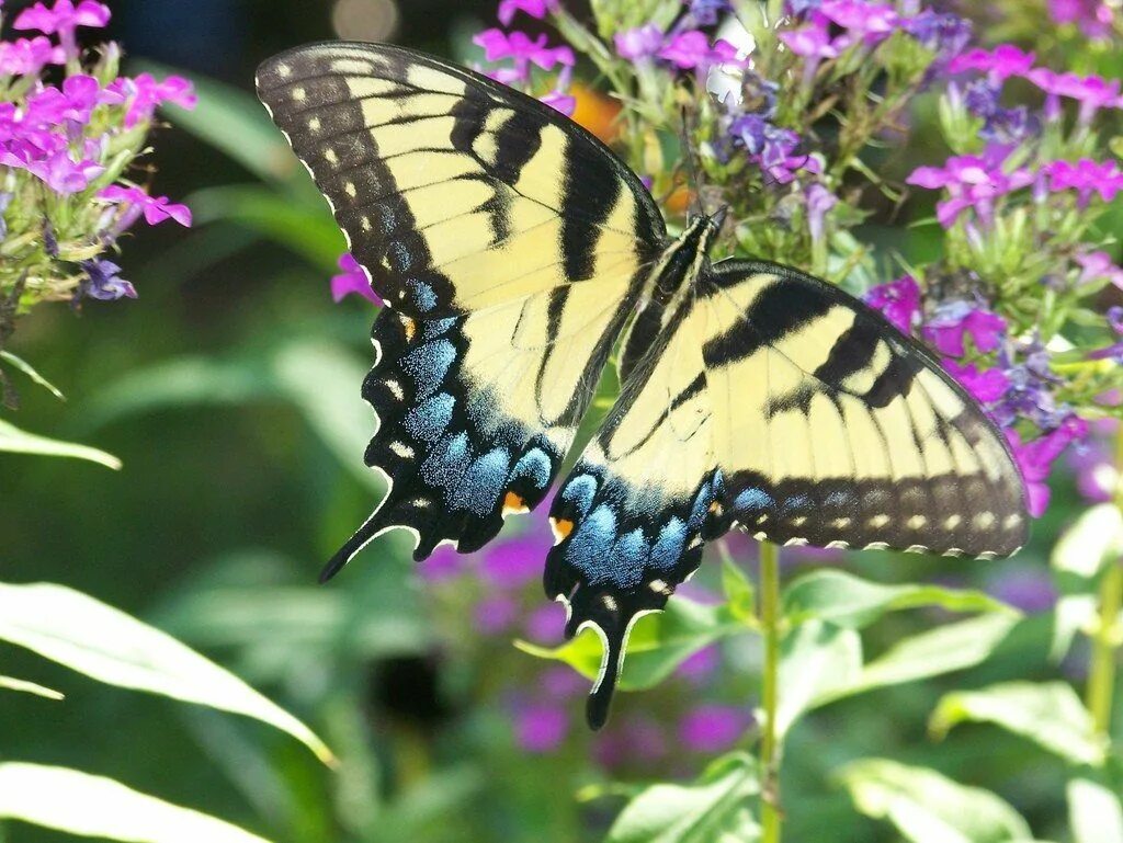 Растение бабочки фото Butterfly Gardens: Flowers And Plants That Attract Butterflies Plants that attra