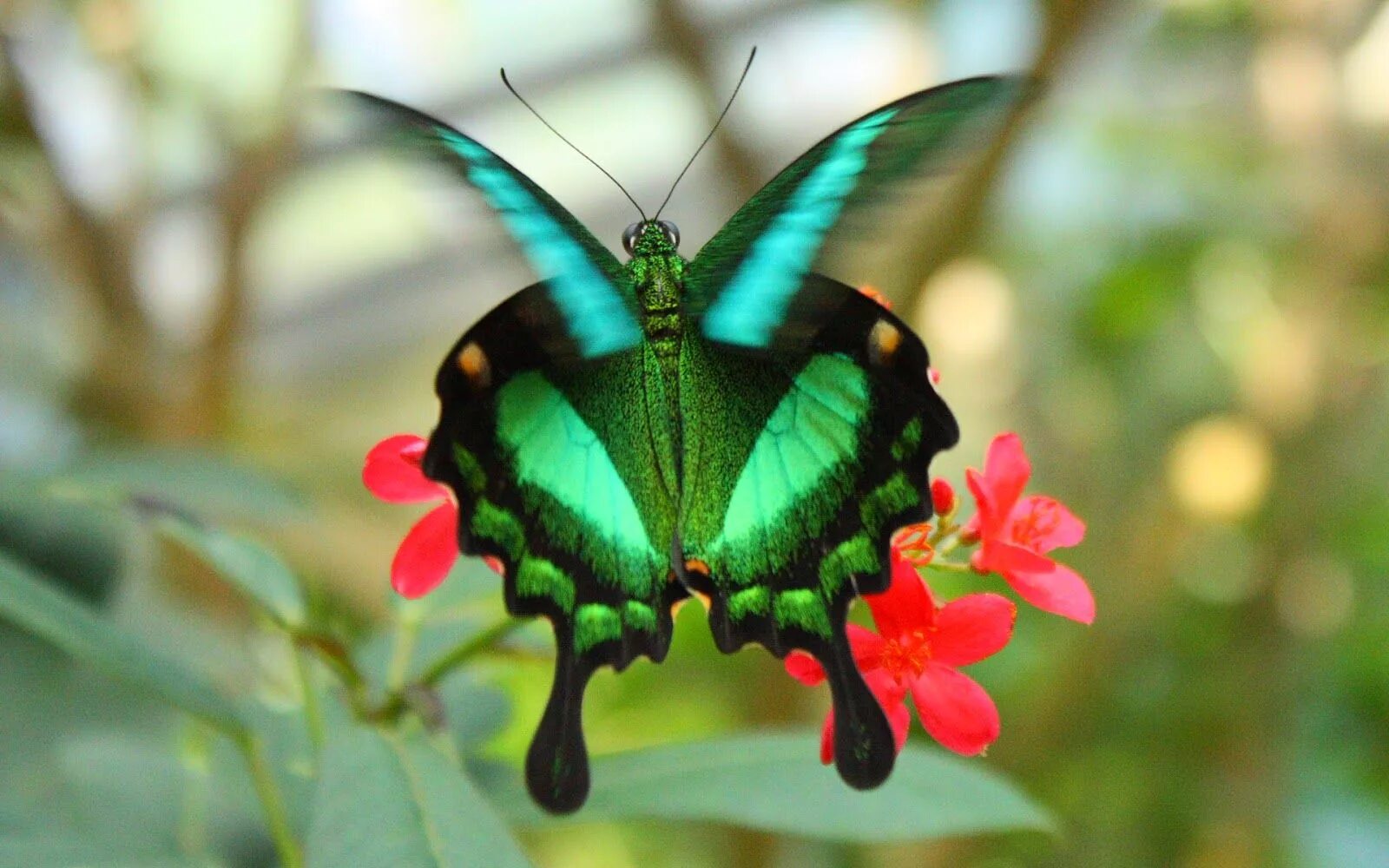 Растение бабочки фото Butterfly is one of the most beautiful creations. There are about 17,500 species