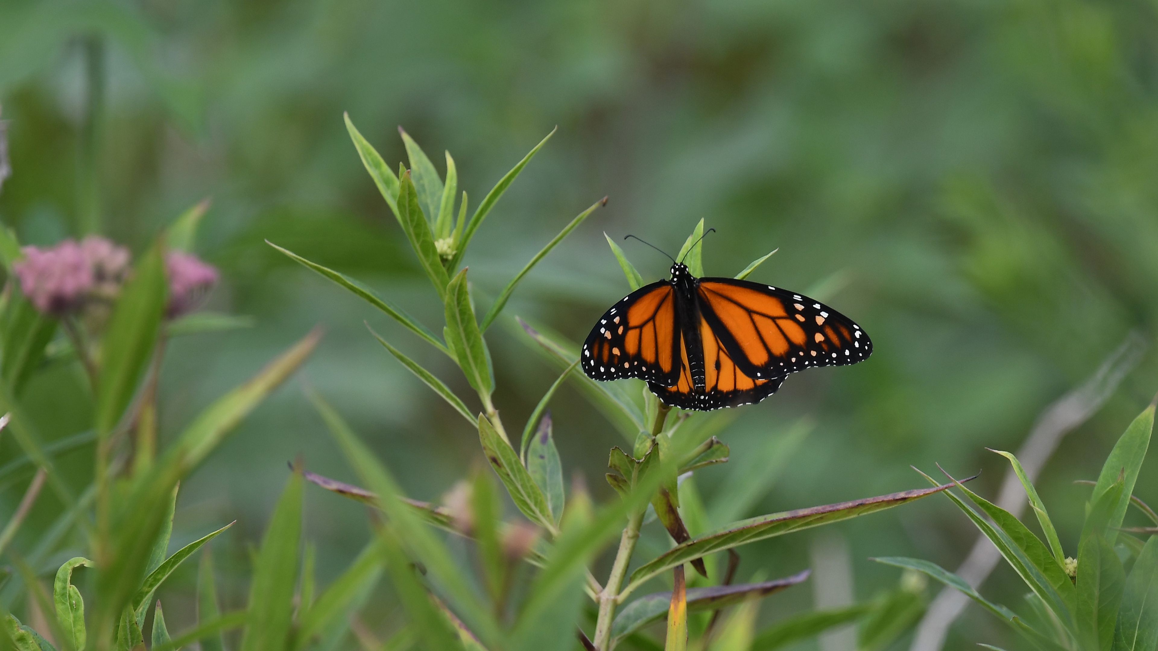 Растение бабочки фото Download wallpaper 3840x2160 monarch butterfly, monarch, butterfly, plant, leave