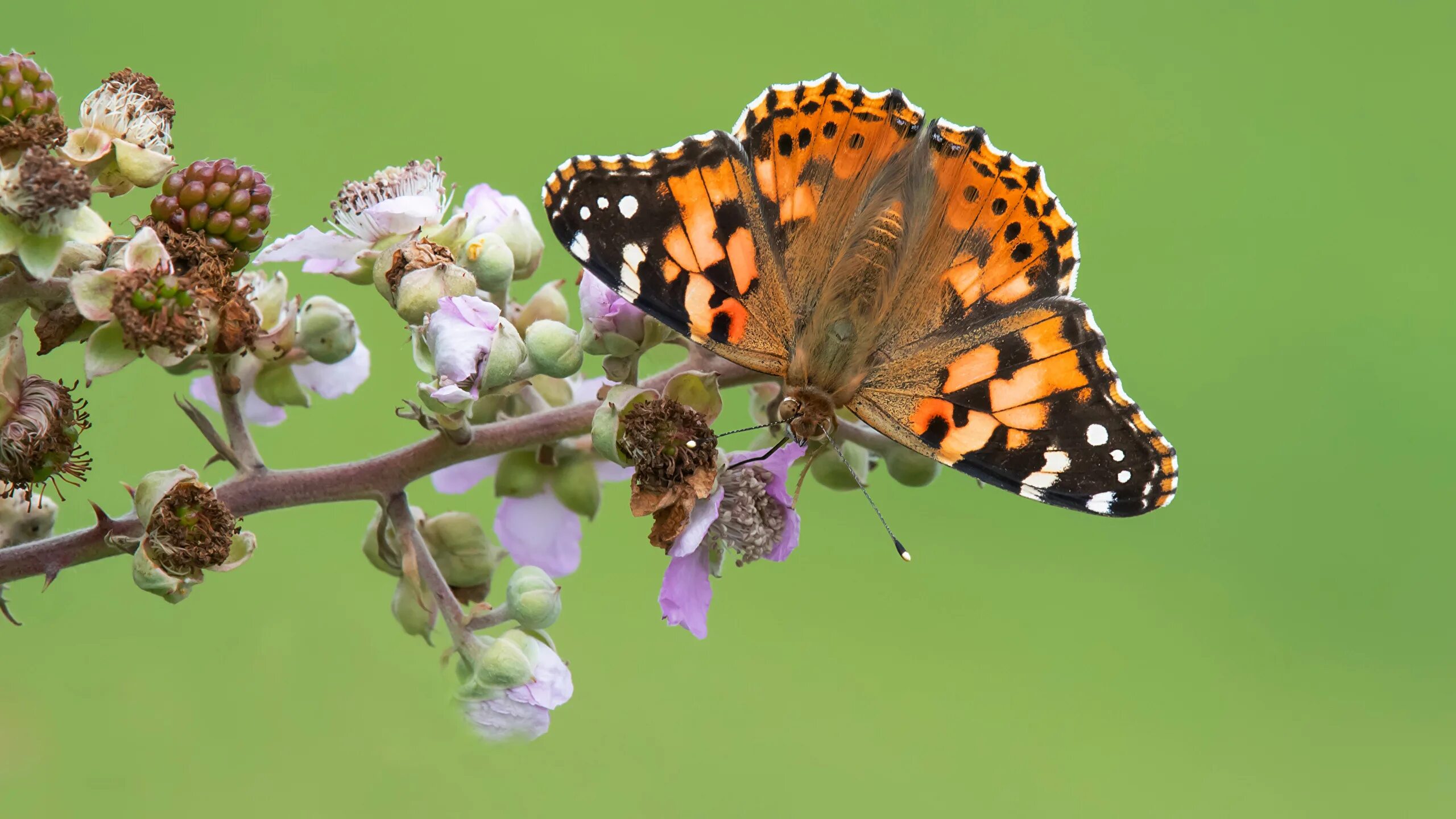 Растение бабочки фото Фотография Бабочки Насекомые painted lady животное Крупным 2560x1440