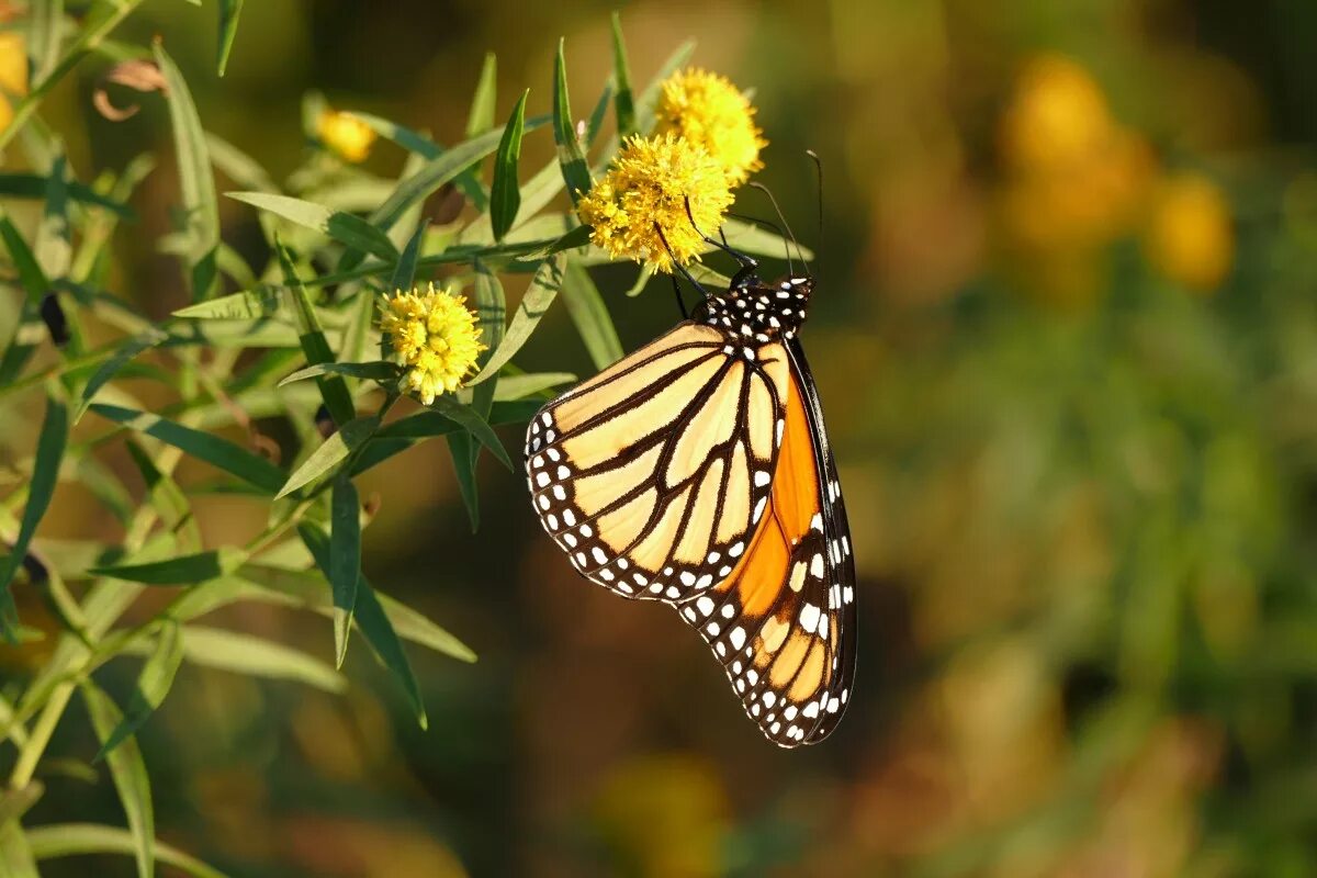 Растение бабочки фото Free Images : nature, prairie, flower, wildlife, insect, botany, yellow, flora, 