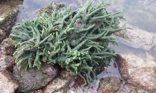 Растение бадяга как выглядит Cool Goby Blog: Green Freshwater River Sponge