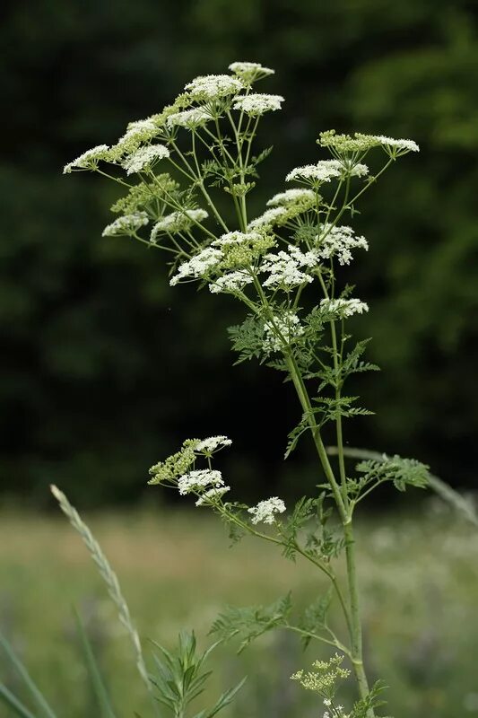 Растение болиголов фото и описание как выглядит Conium maculatum - Image of an specimen - Plantarium