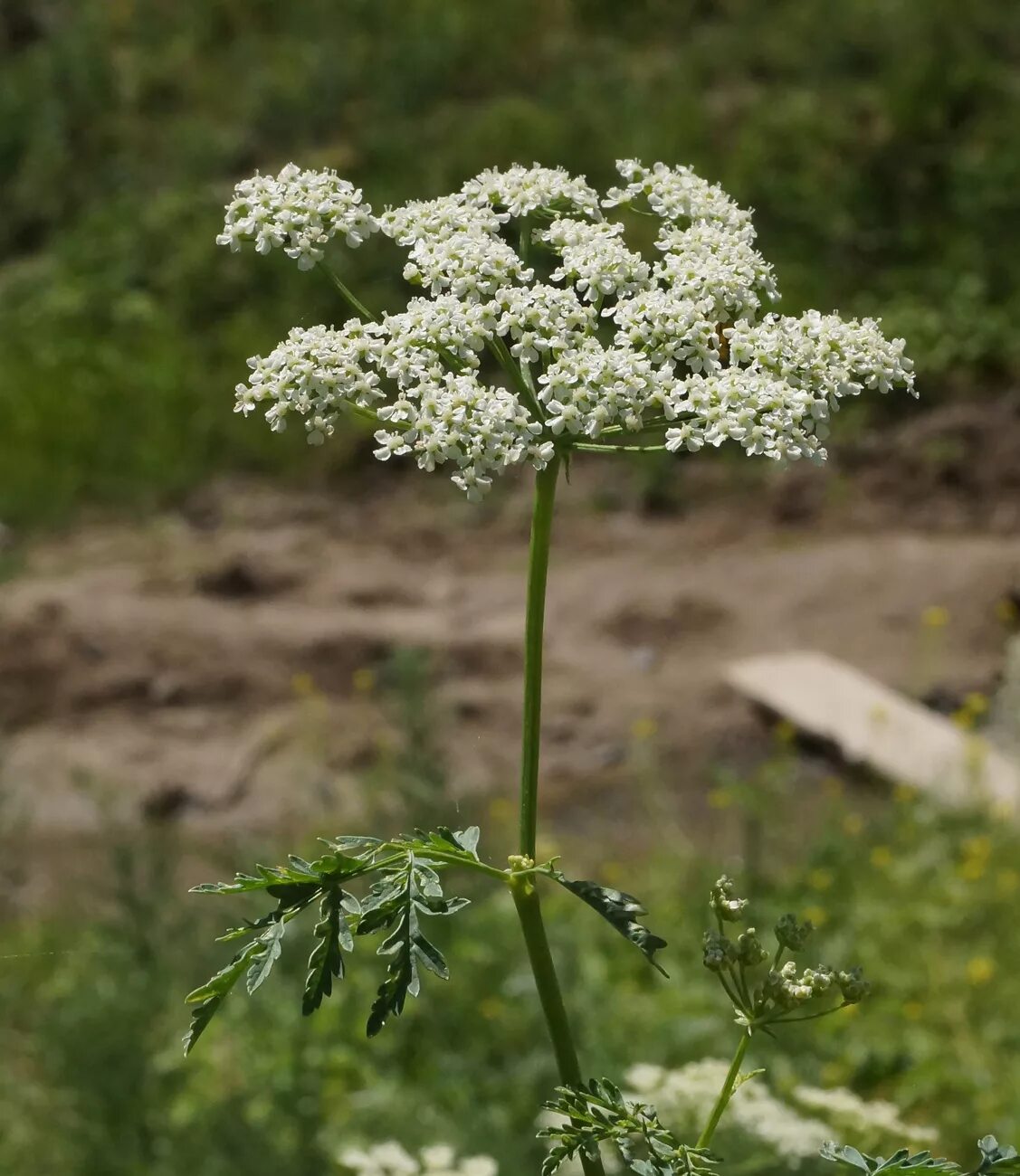 Растение болиголов фото и описание как выглядит Conium maculatum - Image of an specimen - Plantarium