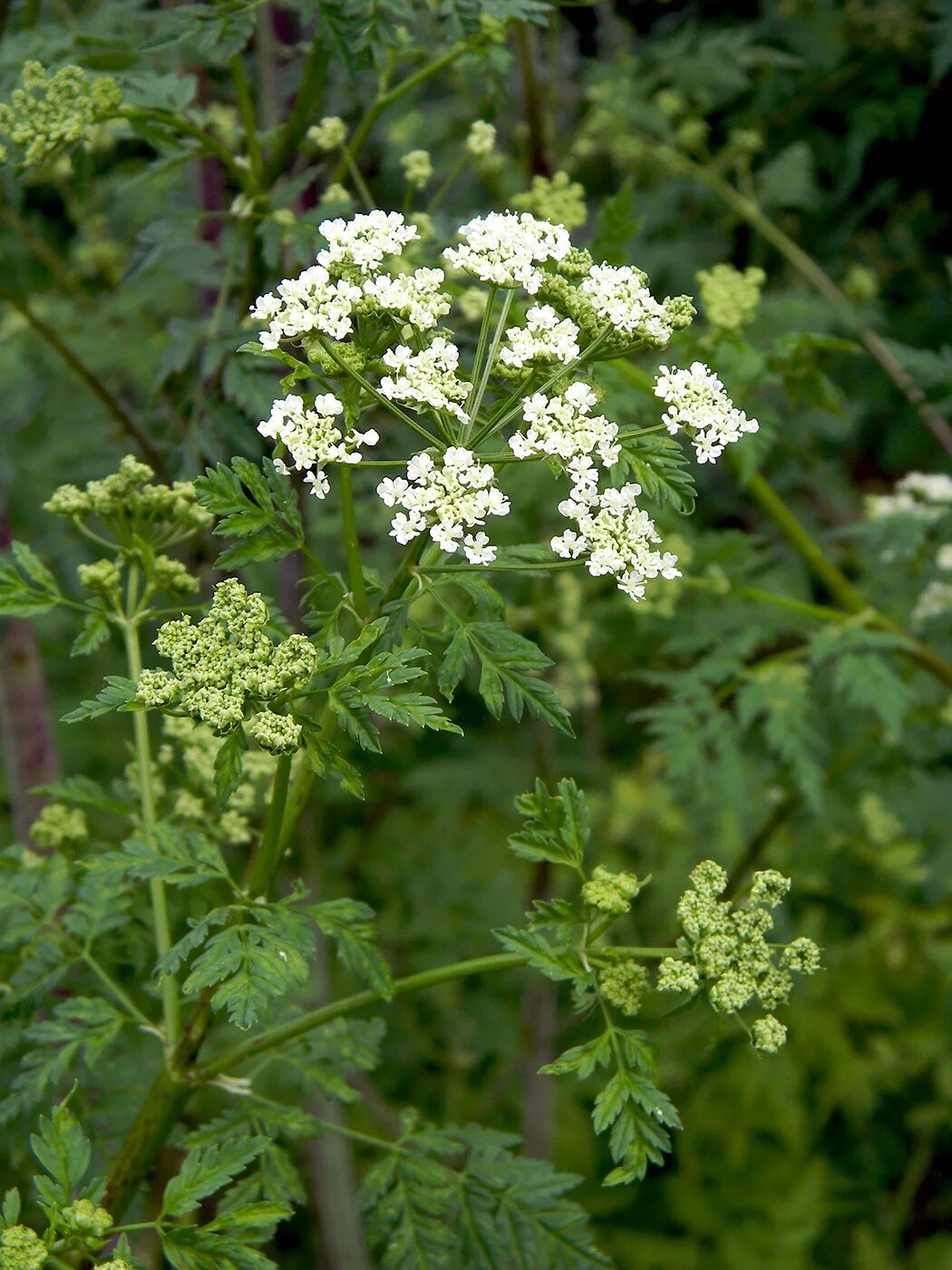 Растение болиголов фото и описание как выглядит Conium maculatum - Image of an specimen - Plantarium