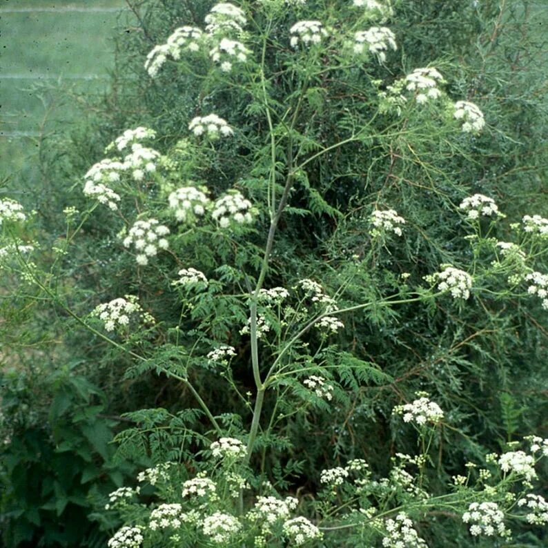 Растение болиголов фото и описание как выглядит Ядовитые семена hemlock Кониум maculatum Пакет из 30 Семена Etsy