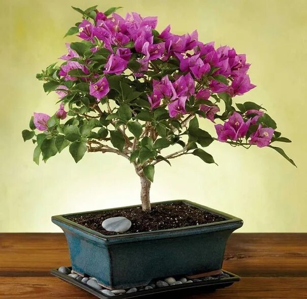 Растение бугенвиллия фото комнатное растение The blooming bonsai. Bougainvillea #цветы #красивыецветы #фотоцветов #красивыйцв