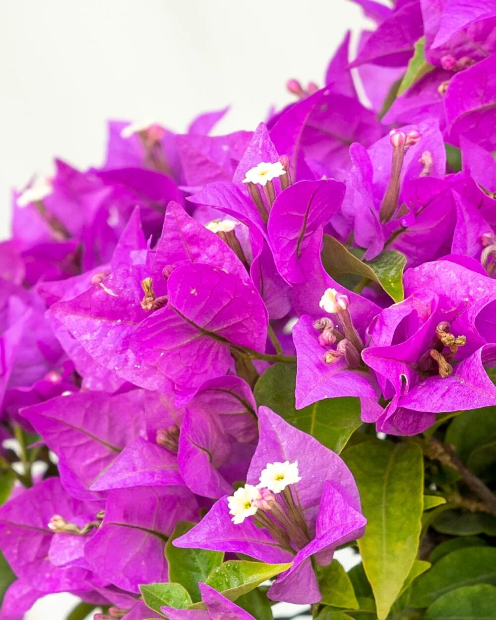 Растение бугенвиллия фото комнатное растение Bougainvillea 'New River' PlantVine