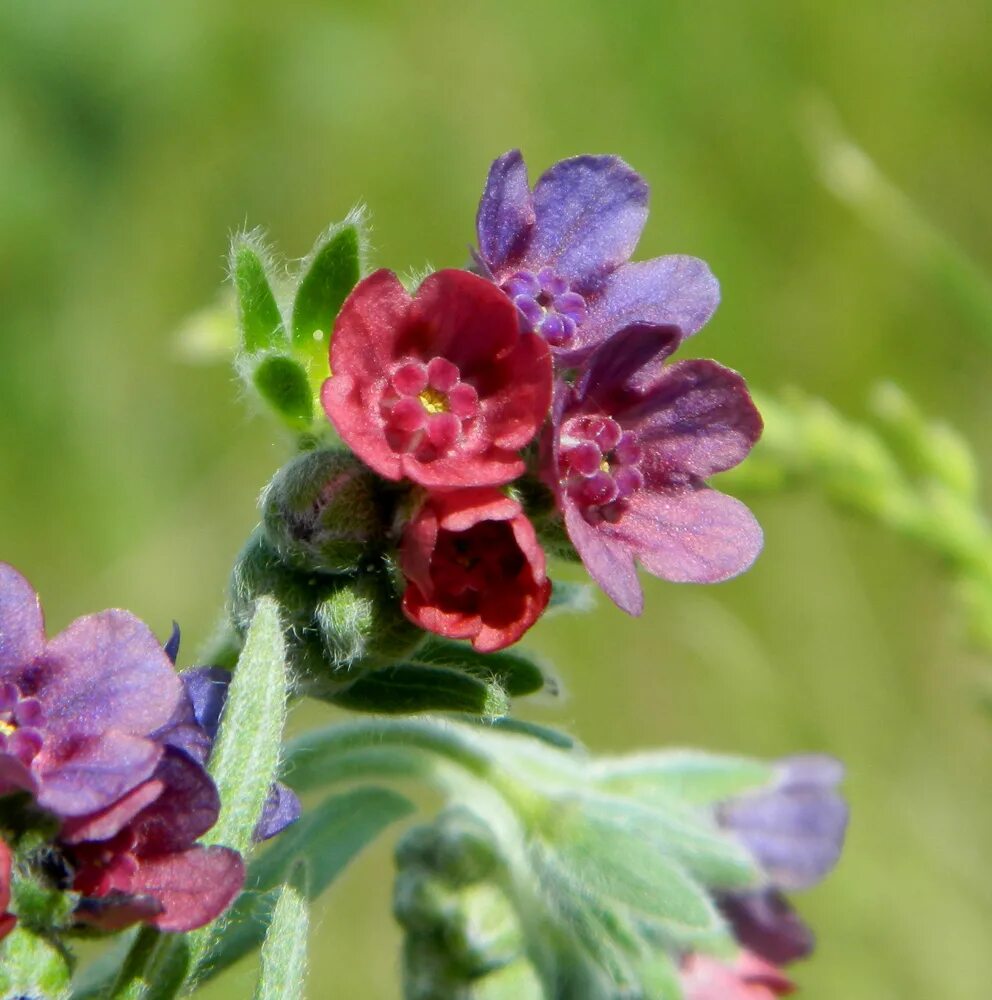 Растение чернокорень как выглядит Cynoglossum officinale - Image of an specimen - Plantarium