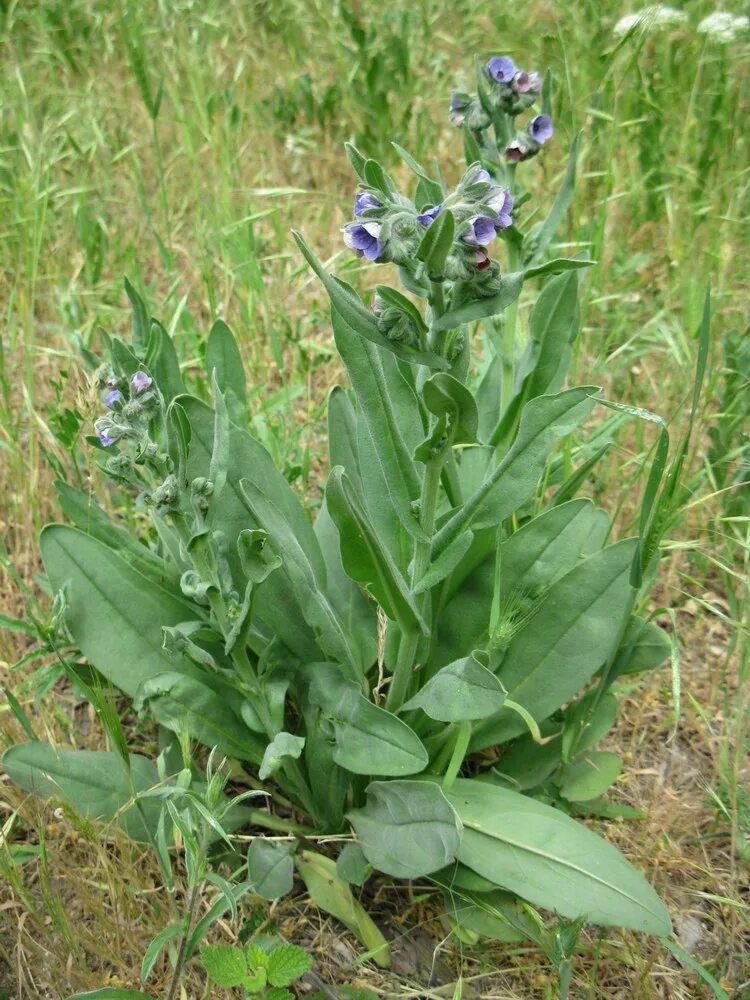 Растение чернокорень как выглядит Cynoglossum creticum - Image of an specimen - Plantarium