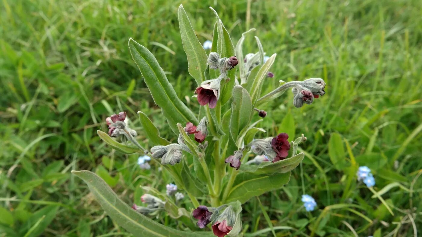 Растение чернокорень как выглядит Cynoglossum officinale - Image of an specimen - Plantarium