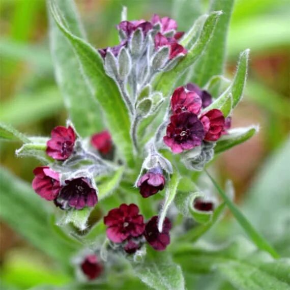 Растение чернокорень как выглядит Dogs Tongue Gypsy Flower Cynoglossum officinale 100 Etsy