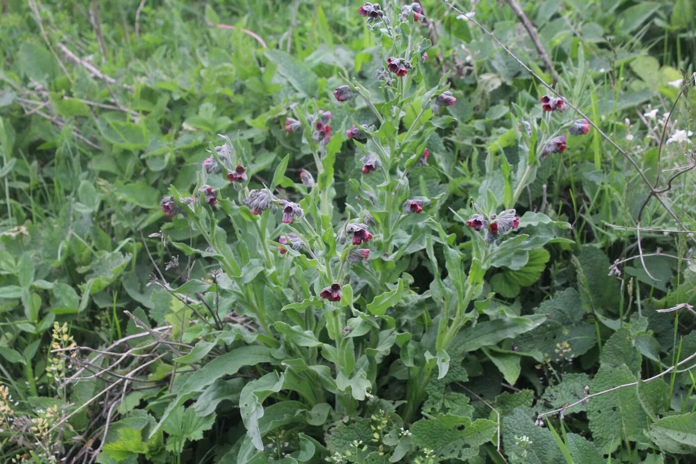 Растение чернокорень как выглядит Cynoglossum officinale - Image of an specimen - Plantarium