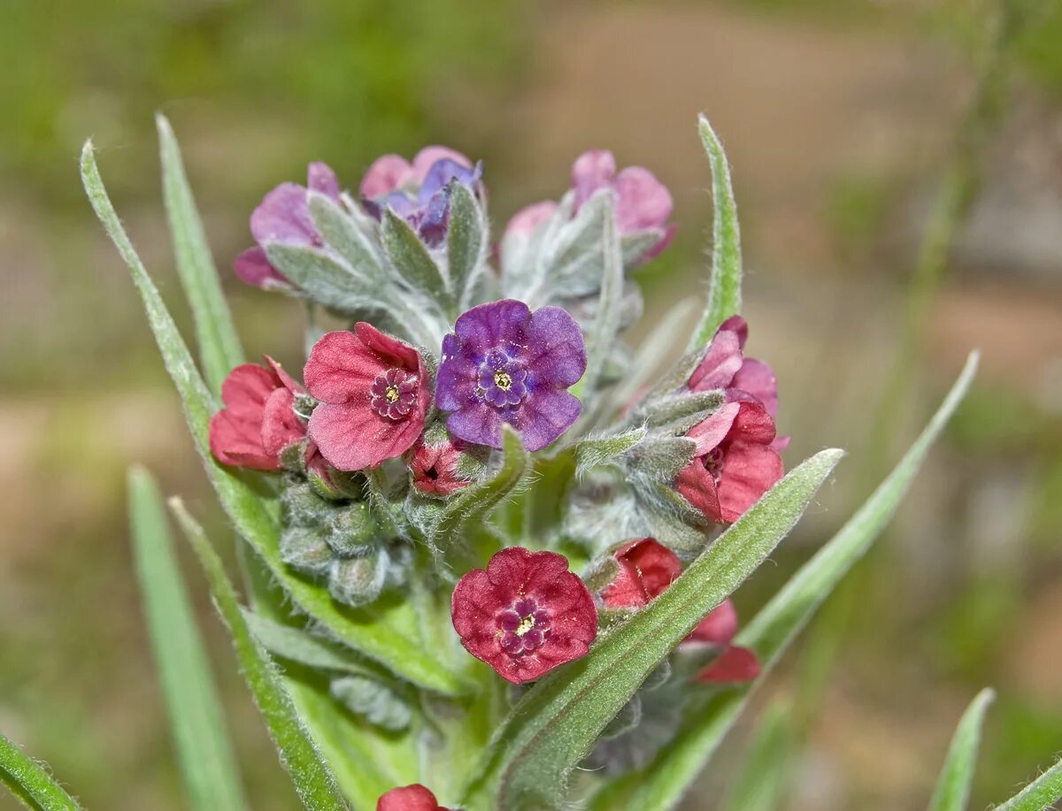 Растение чернокорень как выглядит Cynoglossum officinale - Image of an specimen - Plantarium