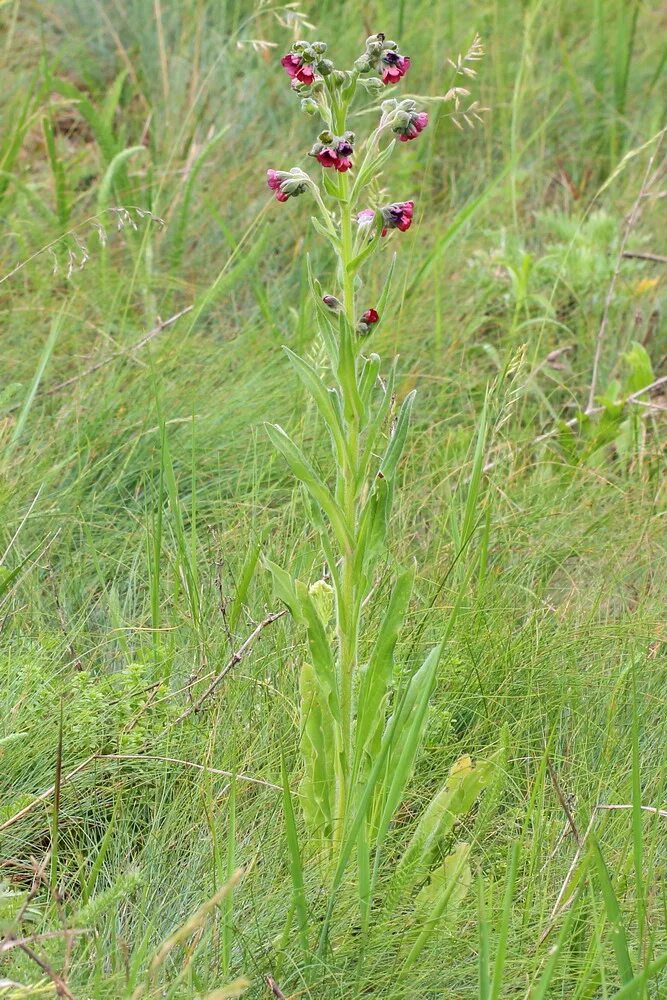 Растение чернокорень как выглядит и где произрастает Cynoglossum officinale - Image of an specimen - Plantarium