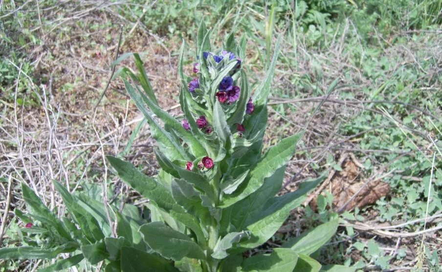 Растение чернокорень как выглядит и где произрастает Cynoglossum officinale - Image of an specimen - Plantarium