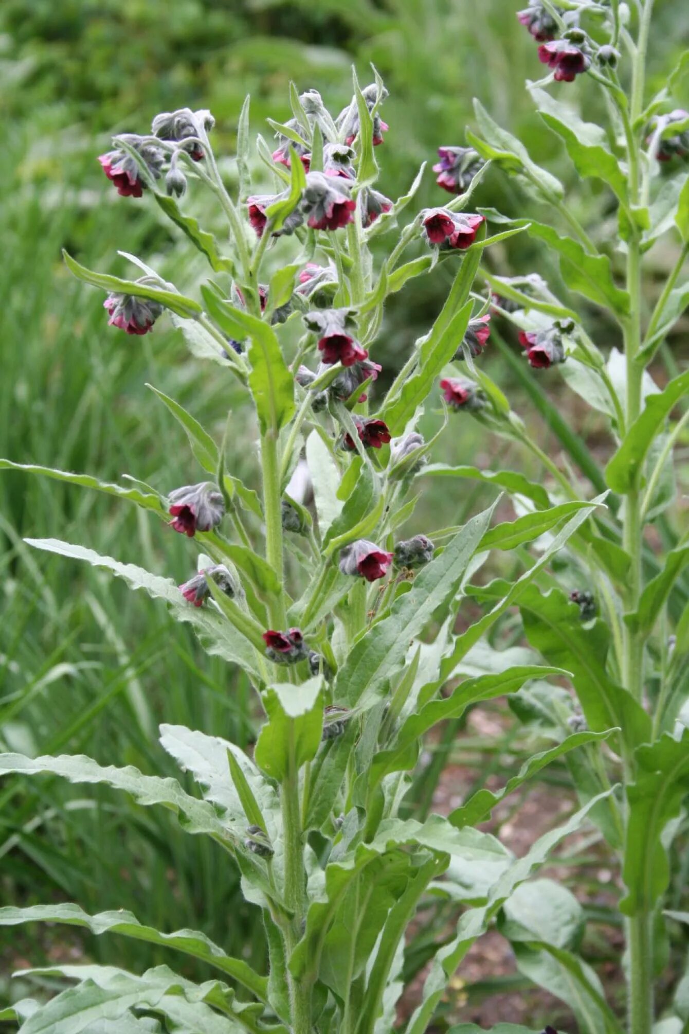 Растение чернокорень как выглядит и где произрастает Botanická zahrada - Cynoglossum officinale - užanka lékařská