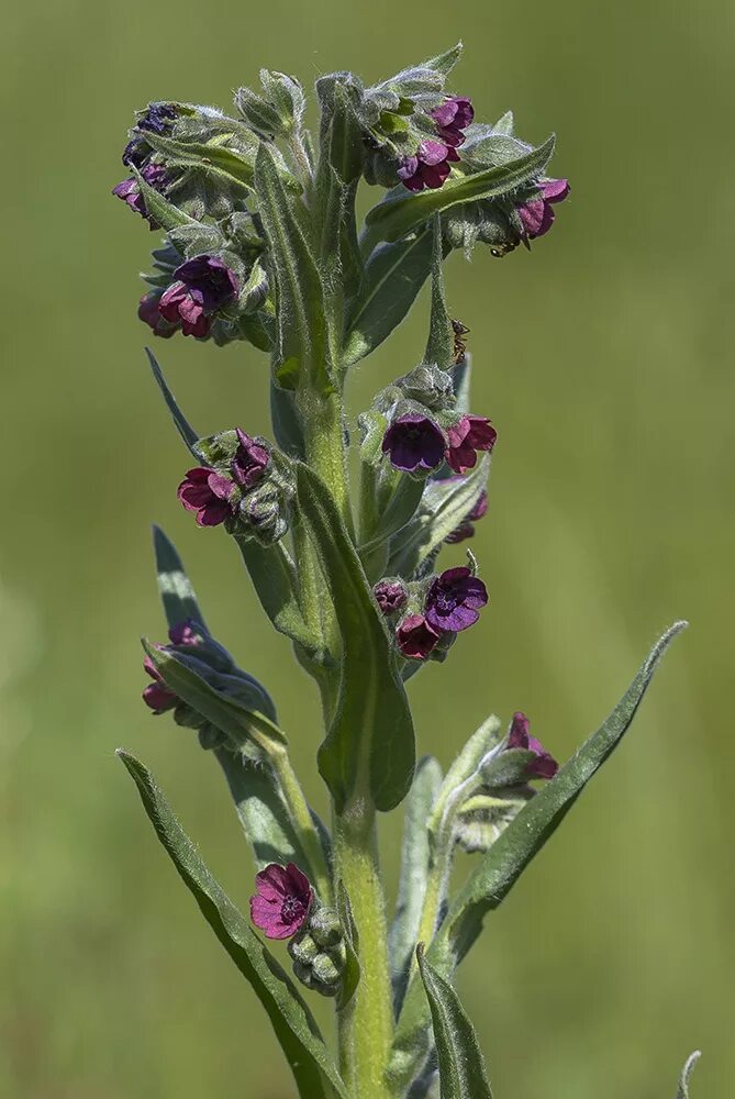 Растение чернокорень как выглядит и где произрастает Cynoglossum officinale - Изображение особи - Плантариум