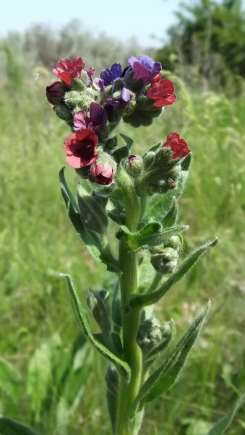 Растение чернокорень как выглядит и где произрастает Cynoglossum officinale - Изображение особи - Плантариум