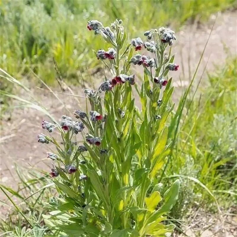 Растение чернокорень от мышей как выглядит Invasive Plants - Grand Canyon National Park (U.S. National Park Service)