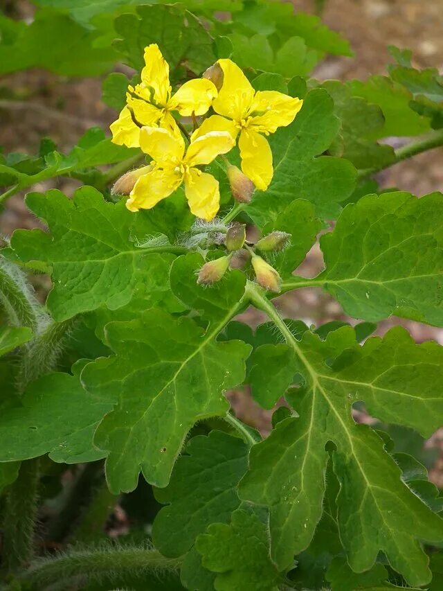 Растение чистотел фото как выглядит Файл:Chelidonium majus April 2012.JPG - Википедия