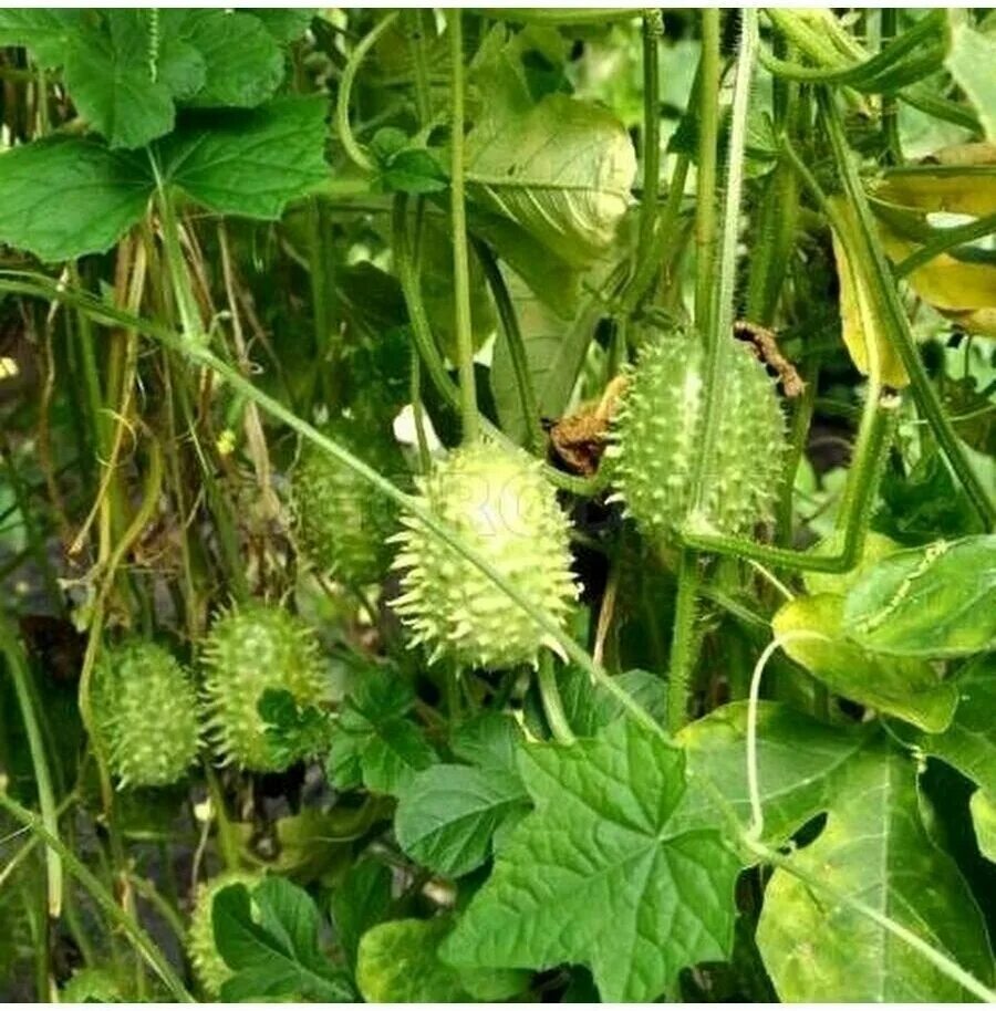 Растение дикий огурец фото Семена Ангурия сирийская (Cucumis anguria) 10 шт. - купить в интернет-магазине п