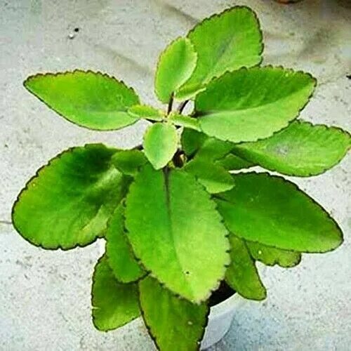 Растение доктор фото 1000+ Dried Ceylon Cinnamon Spice Plant Seeds Cinnamomum zeylanicum Kurundu eBay