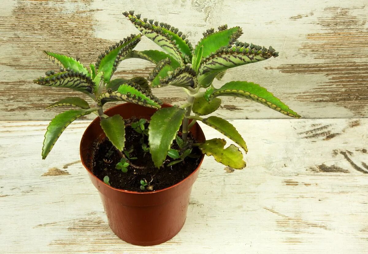 Растение доктор фото Kalanchoe daigremontiana (Каланхоэ Дегремона) Сбор 23г