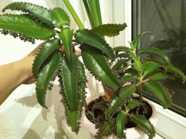 Растение доктор фото Фотография Herbs, Indoor plants, Plant leaves