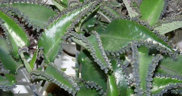 Растение доктор каланхоэ фото Kalanchoe Daigremontiana Heilpflanze Das Brutblatt, Bryophyllum pinnatum, ist ei