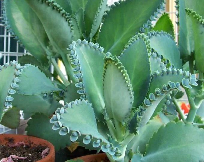 Растение доктор каланхоэ фото Pin on Succulents