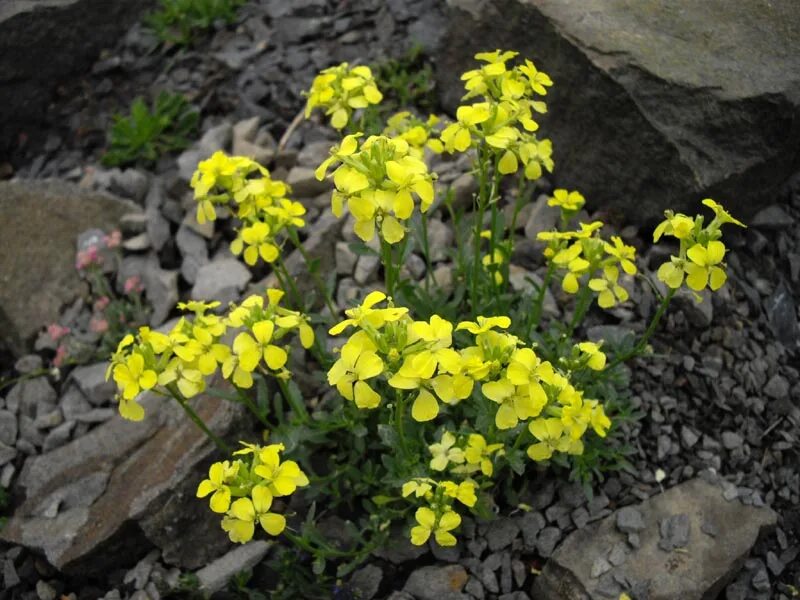 Растение эризимум фото и описание посадка File:Erysimum kotschyanum 1.JPG - Wikimedia Commons