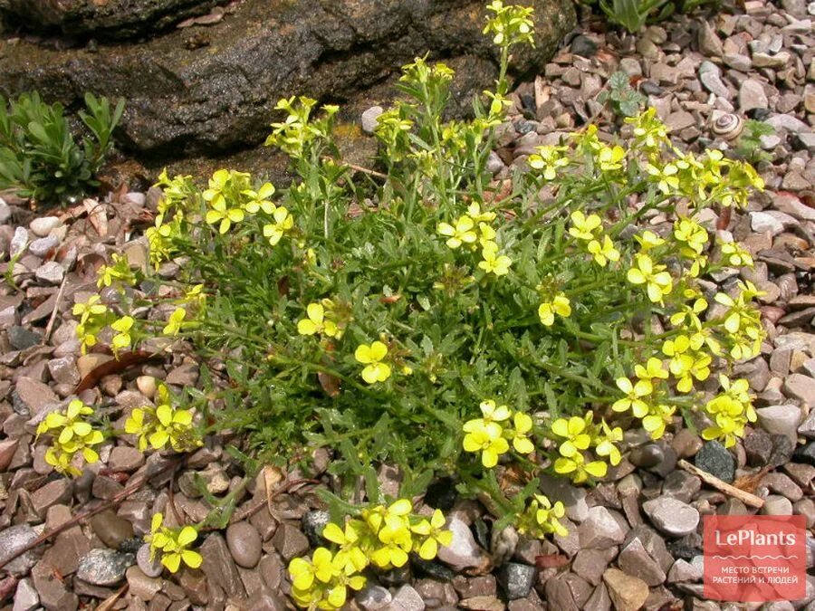 Растение эризимум фото и описание посадка Желтушник (Erysimum) - описание, выращивание, фото на LePlants.ru