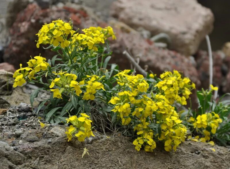 Растение эризимум фото и описание посадка Erysimum wagifii - Image of an specimen - Plantarium