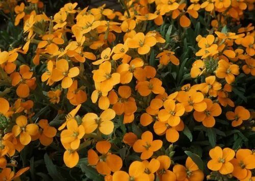 Растение эризимум фото и описание посадка Erysimum kotschyanum 'Orange Flame' Sun perennials, Dry shade plants, Shade pere