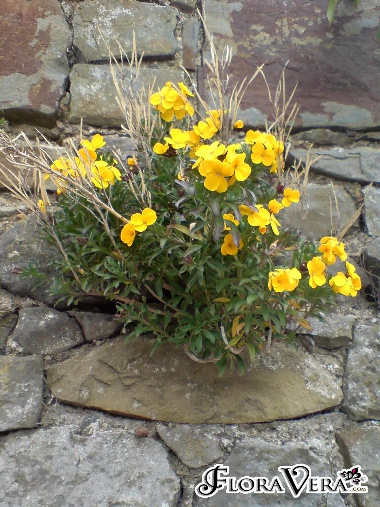 Растение эризимум фото и описание посадка Erysimum cheiri " Floravera