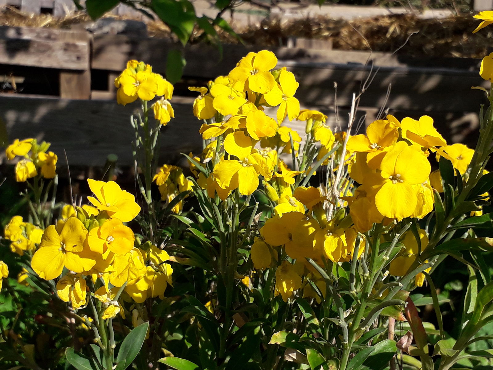 Растение эризимум фото и описание посадка Erysimum × cheiri (L.) Crantz Plants of the World Online Kew Science