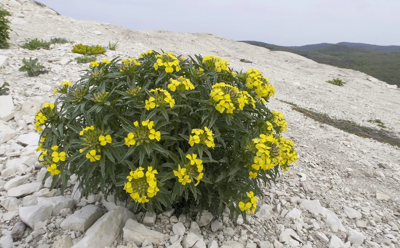 Растение эризимум фото и описание посадка Erysimum callicarpum - Изображение особи - Плантариум