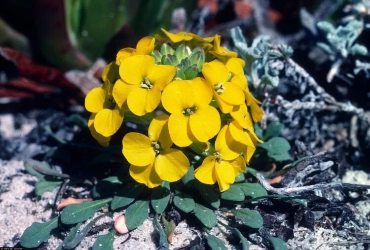 Растение эризимум фото и описание посадка Erysimum menziesii - Alchetron, The Free Social Encyclopedia