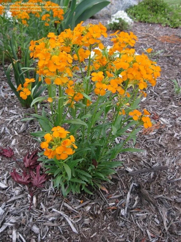 Растение эризимум фото и описание посадка View picture of Siberian Wallflower (Erysimum x marshallii) at Dave's Garden. Al