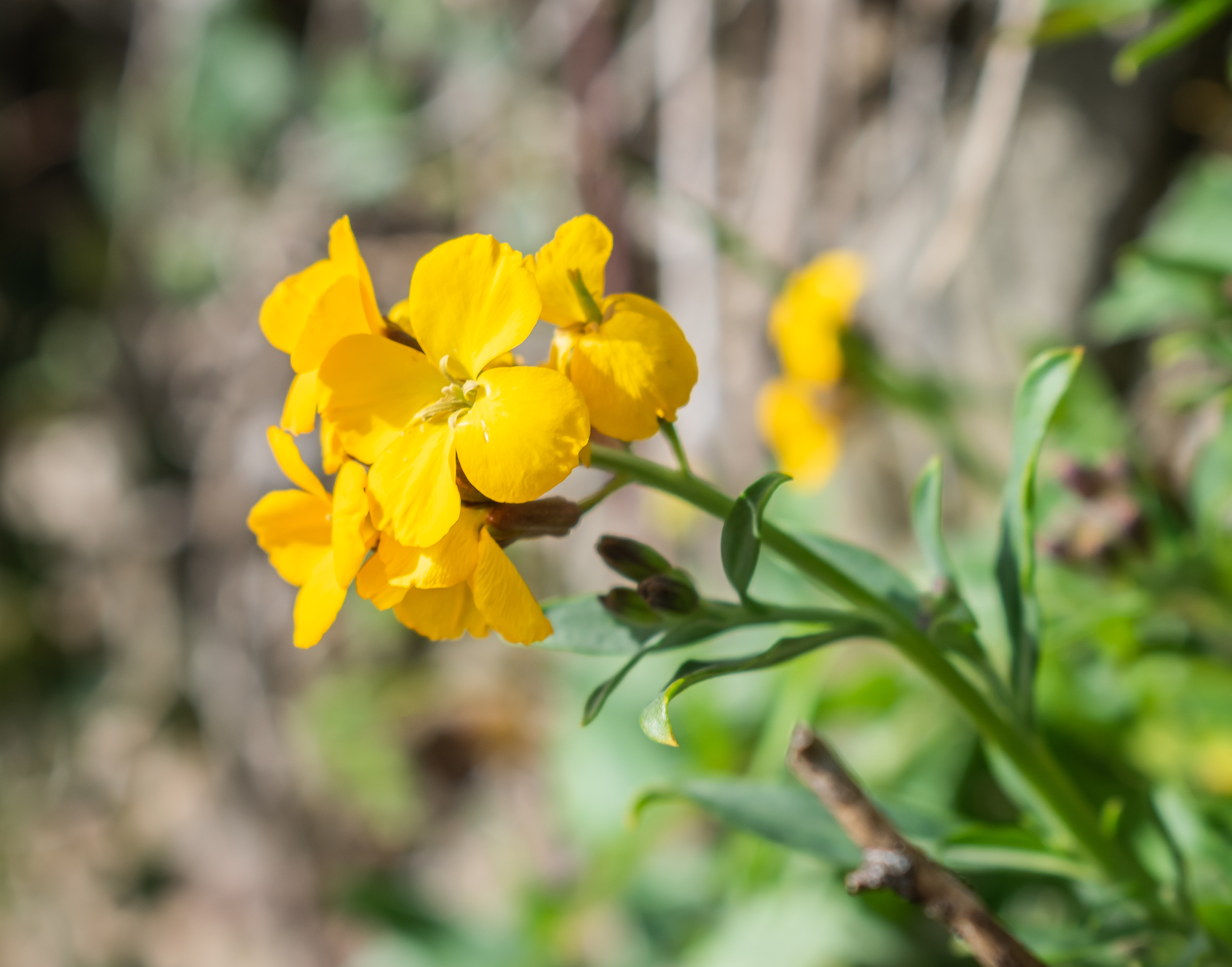 Растение эризимум фото и описание посадка File:Erysimum cheiranthoides in Aveyron (5).jpg - Wikimedia Commons