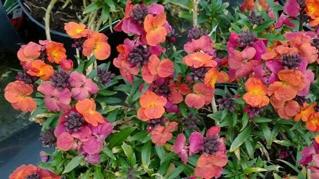 Растение эризимум фото и описание посадка News and Articles - Rare Plant Fair