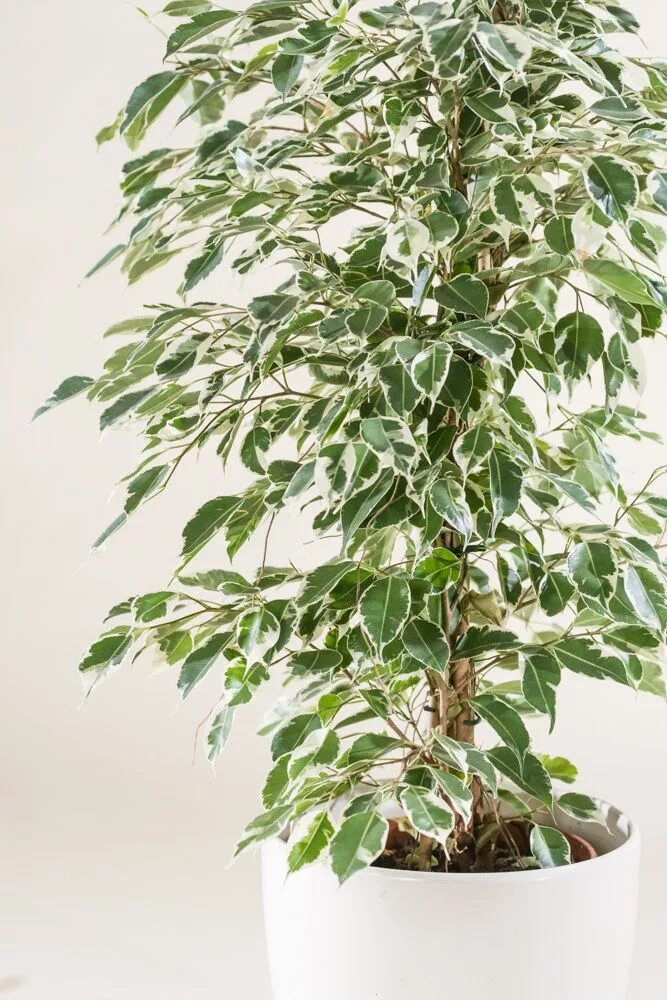 Растение фикус бенджамина фото Birkenfeige - Ficus benjamina günstig online kaufen Ficus, Pflanzen, Ficus benja