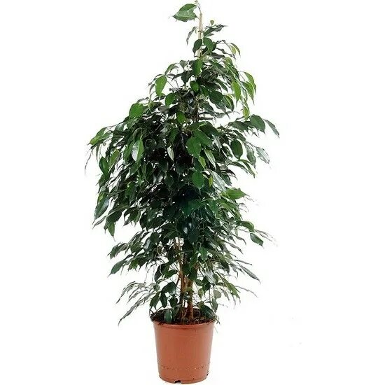 Растение фикус бенджамина фото Bercestepeyzaj Benjamin Ficus Benjamina 120 cm Yerli Ev Fiyatı