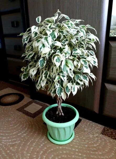 Растение фикус бенджамина фото Ficus mottled, rooted cuttings, sell 150 p (photo example of an adult plant) Бар